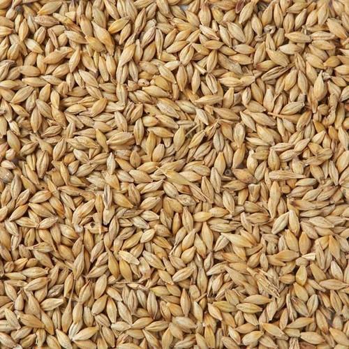 Barley Animal Feed