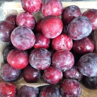 Fresh Plum