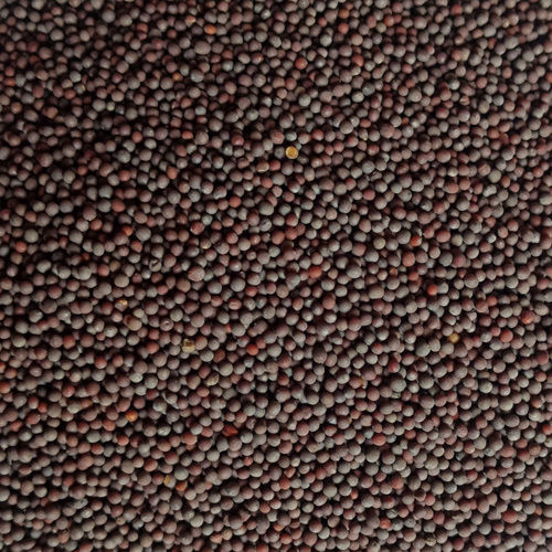 Black Bold Mustard Seed