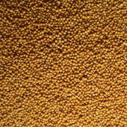 Bold Yellow Mustard Seed