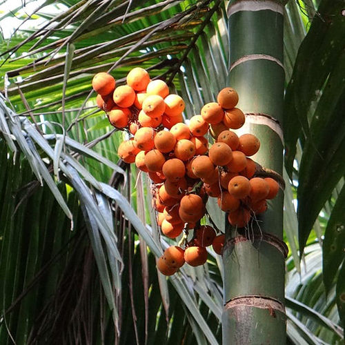 Organic Mangala Areca Nut