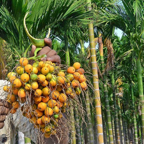 Organic Sumangala Areca Nut