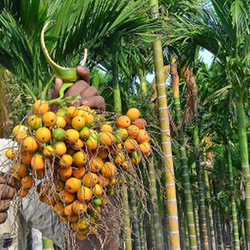 Sumangala Areca Nut