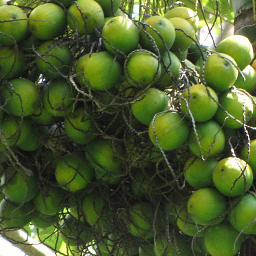 Mysore Areca Nut