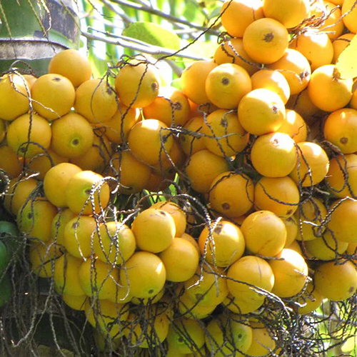 Siddapura Areca Nut