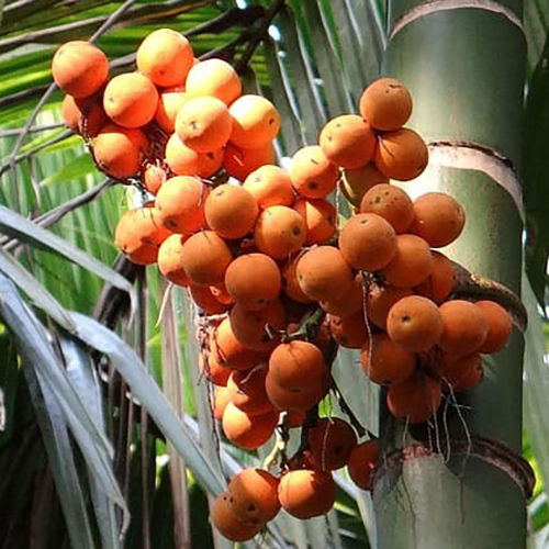 Kanthali Areca Nut