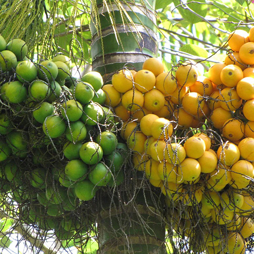 Nakku Areca Nut