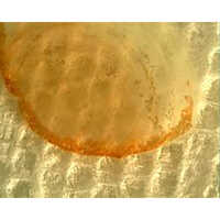 Gold Chloride - 20 Kg Powder, 99.995% Purity Trace Metals Basis For Industrial Applications | Yellow To Orange Crystalline Solid, High Reactivity, Soluble In Water And Alcohol, Reagent Grade, Cas No: 16903-35-8