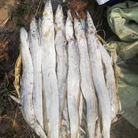 Drid Ribbon Fish