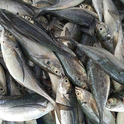 Hourse Makhrel Fish