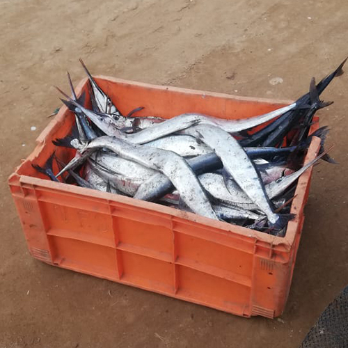 Kadurlu Fish