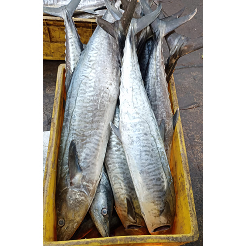 King Fish