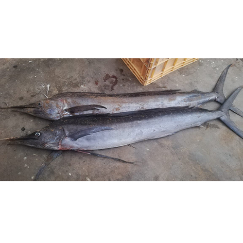 Nemali Konam Fish