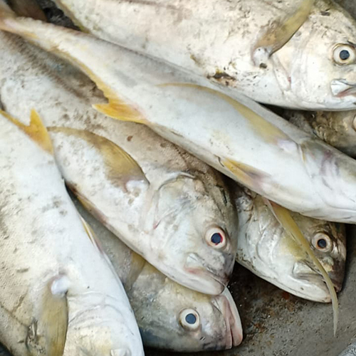 Parai Fish