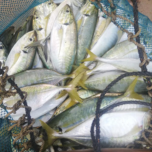 Parai Fish
