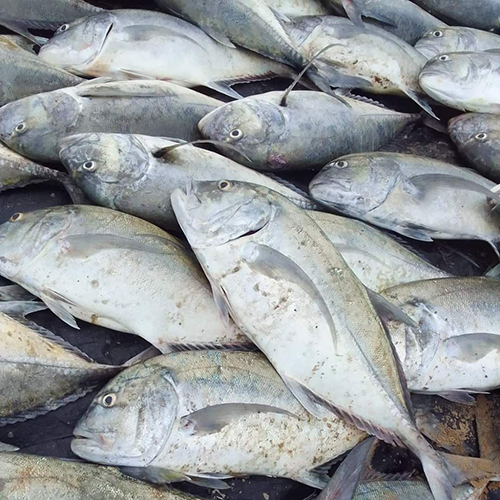 Parai Fish