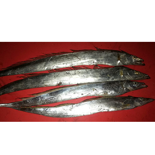 Ribbon Fish