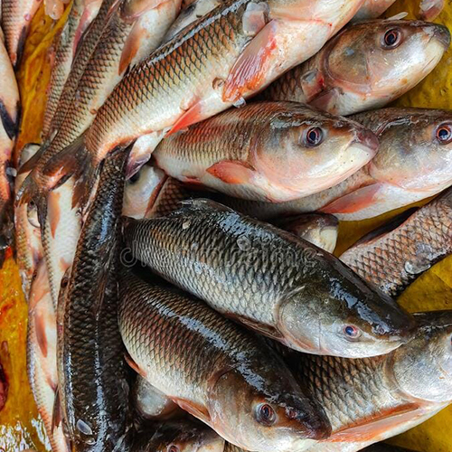 Rohu Fish