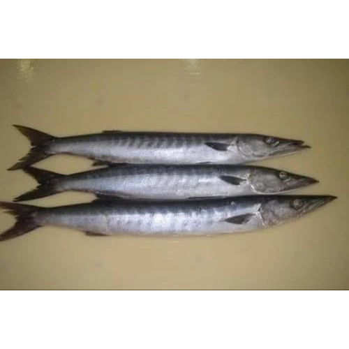 Saiman Fish