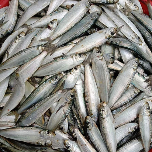Sardin Fish