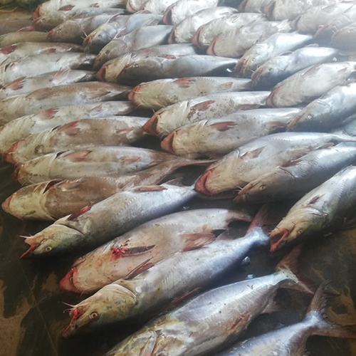Sea Cat Fish