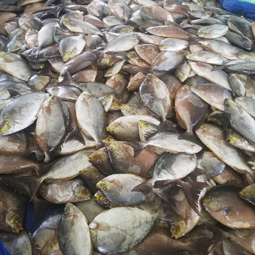 Varavalu Fish