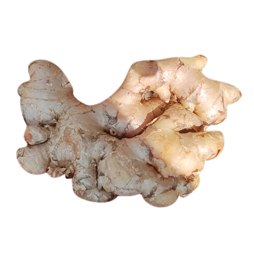 Fresh Ginger - Raw Pieces | Moisture: Nil, Preserving Compound: Normal, Style: Fresh, Versatile Ingredient for Diverse Cuisines