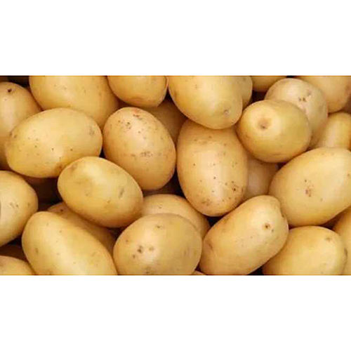 Kufri Chipsona Potato