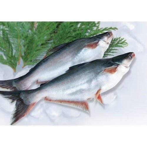 Frozen Pangasius Fish