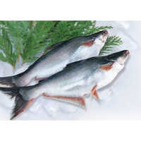 Frozen Pangasius Fish