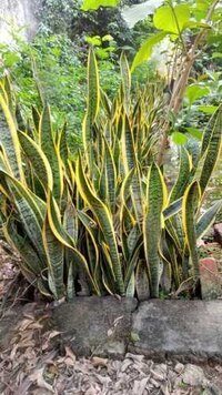 Sansevieria Trifasciata Laurentii (snake Plant)