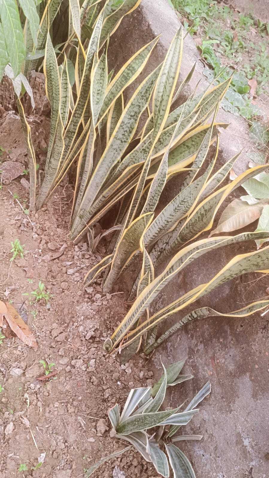 Sansevieria Trifasciata Laurentii (Snake Plant)