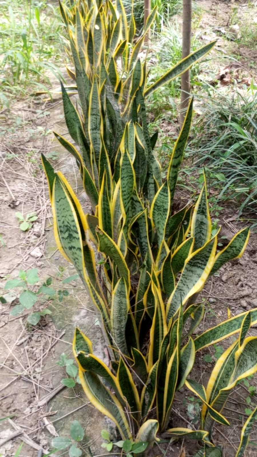 Sansevieria Trifasciata Laurentii (Snake Plant)