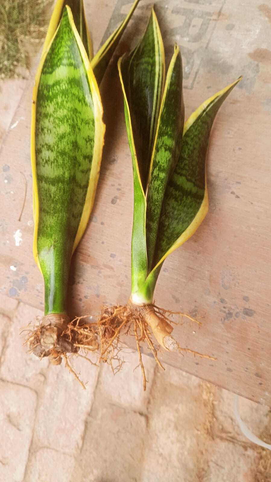 Sansevieria Trifasciata Laurentii (Snake Plant)