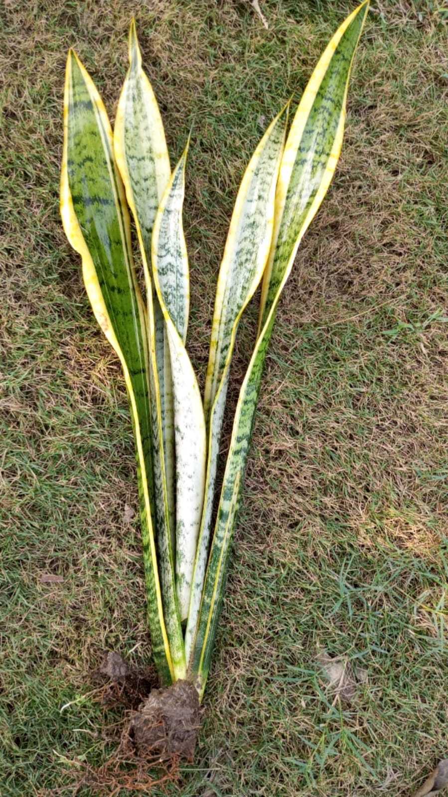 Sansevieria Trifasciata Laurentii (Snake Plant)