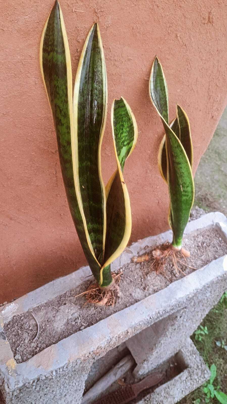 Sansevieria Trifasciata Laurentii (Snake Plant)