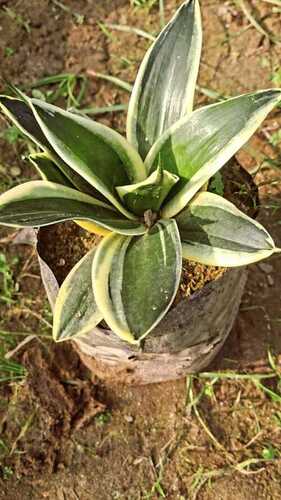 Sansevieria Golden Hahnii (Snake Plant)