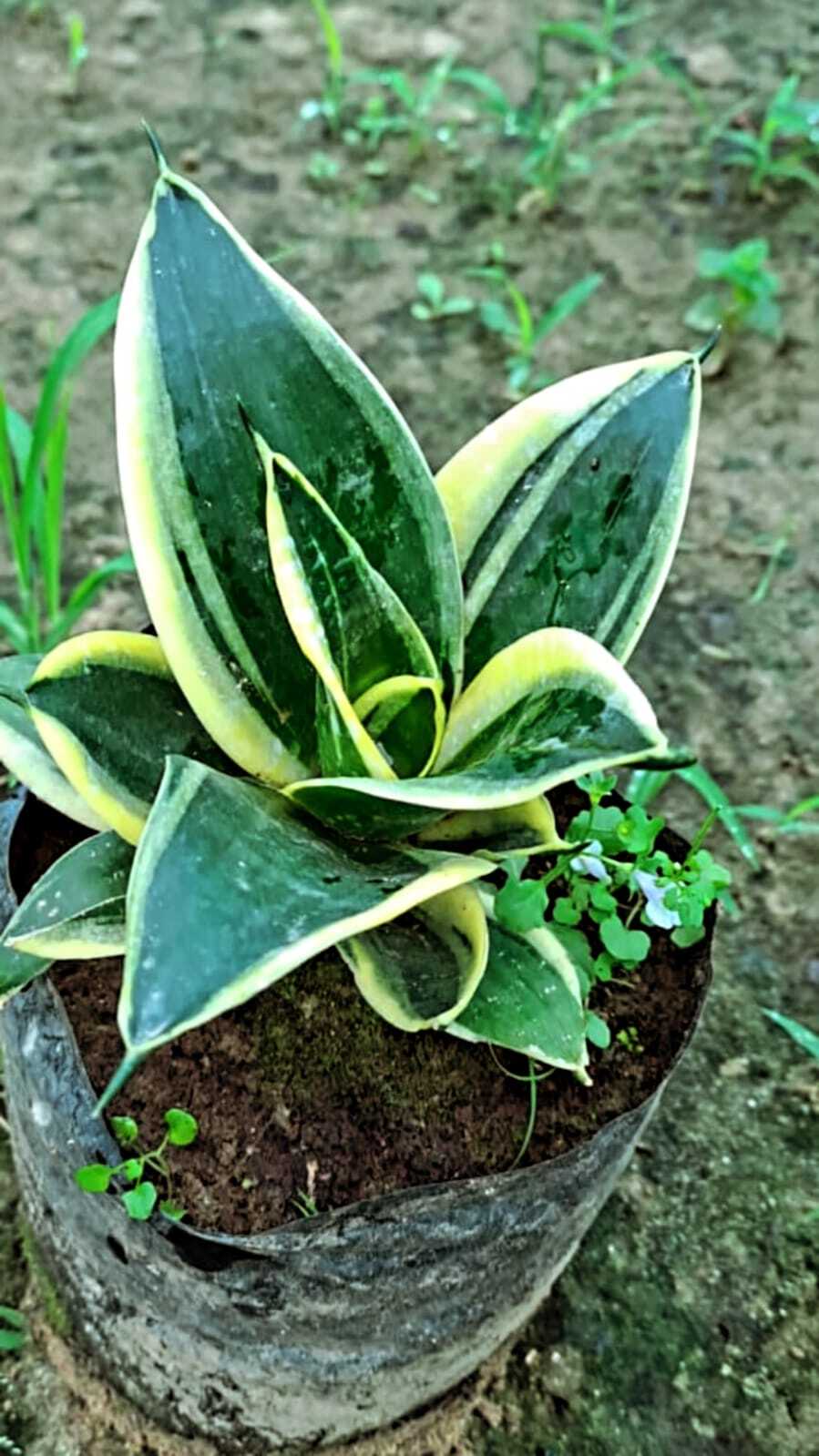Sansevieria Golden Hahnii (Snake Plant)