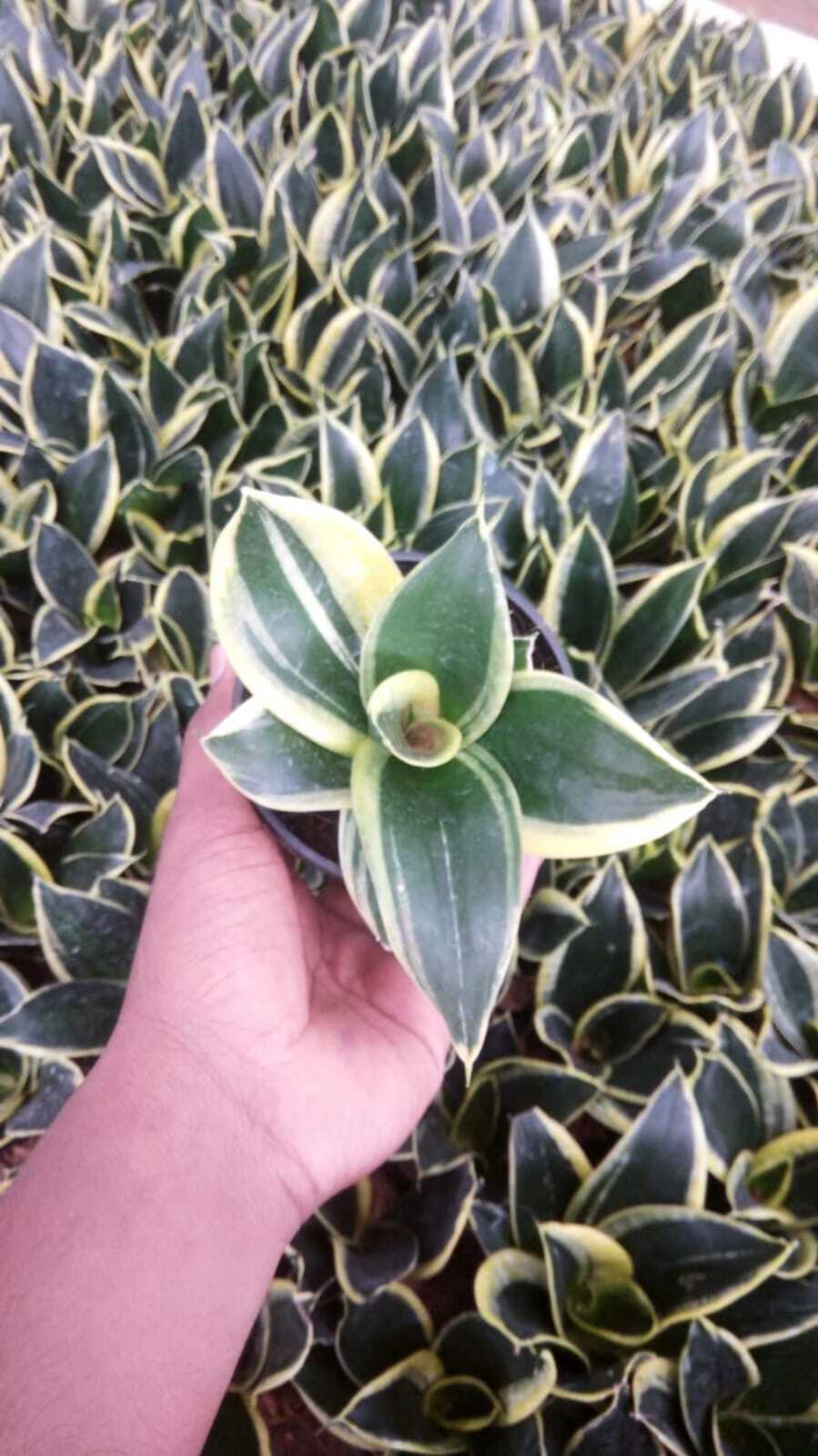 Sansevieria Golden Hahnii (Snake Plant)
