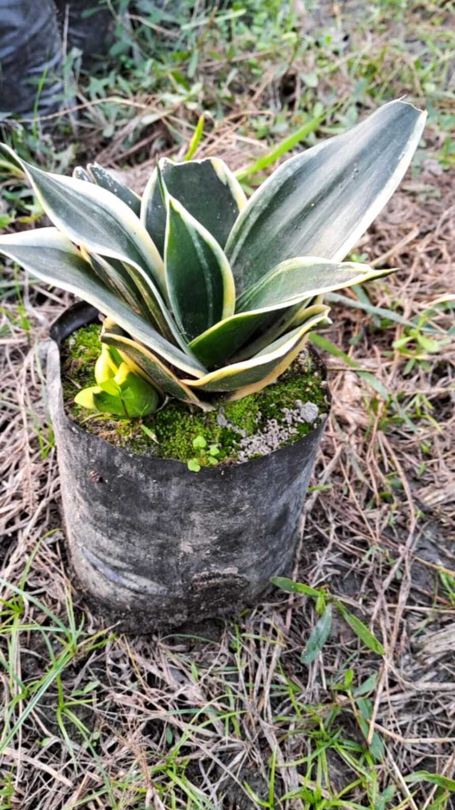 Sansevieria Golden Hahnii (Snake Plant)