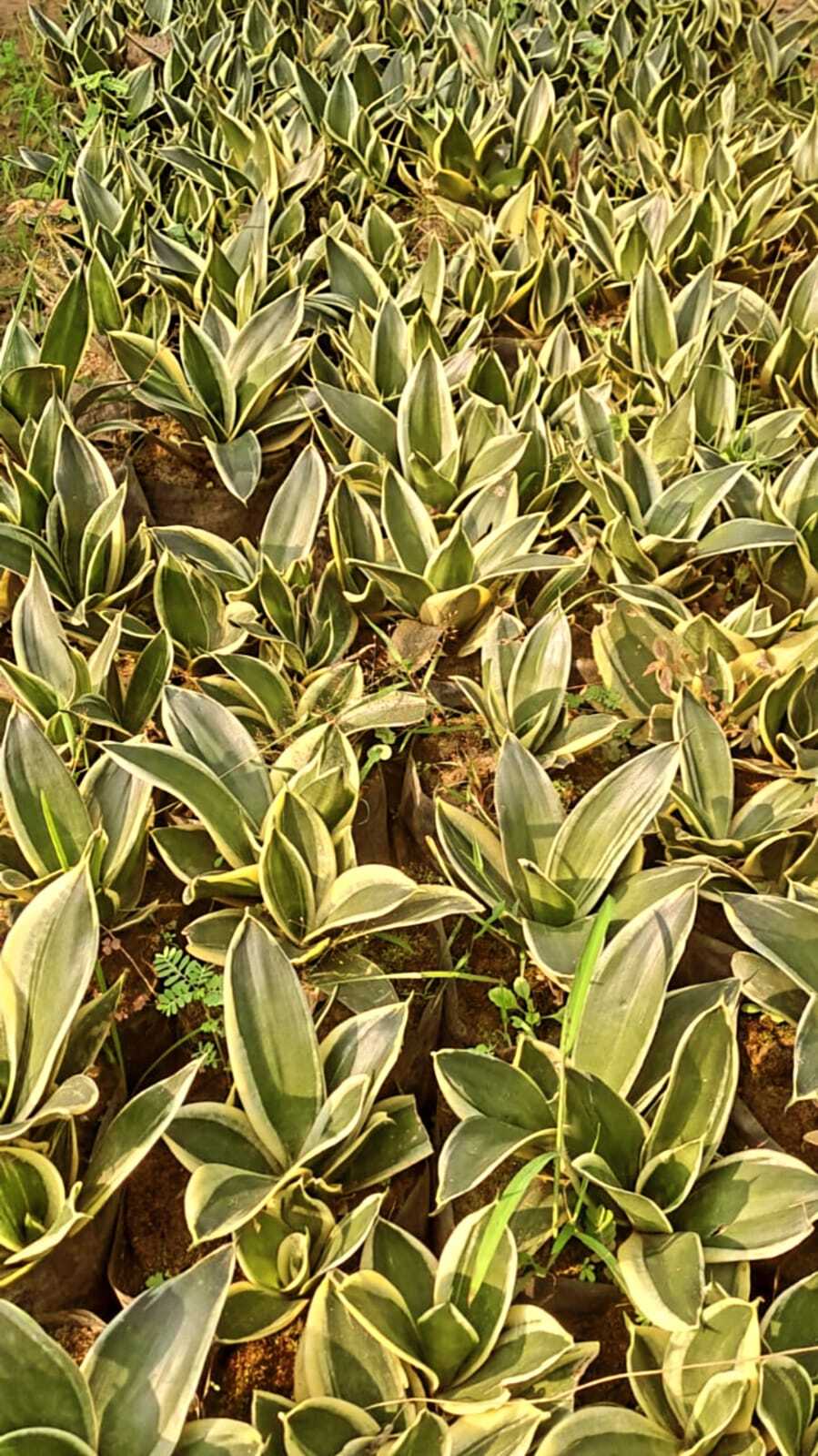 Sansevieria Golden Hahnii (Snake Plant)
