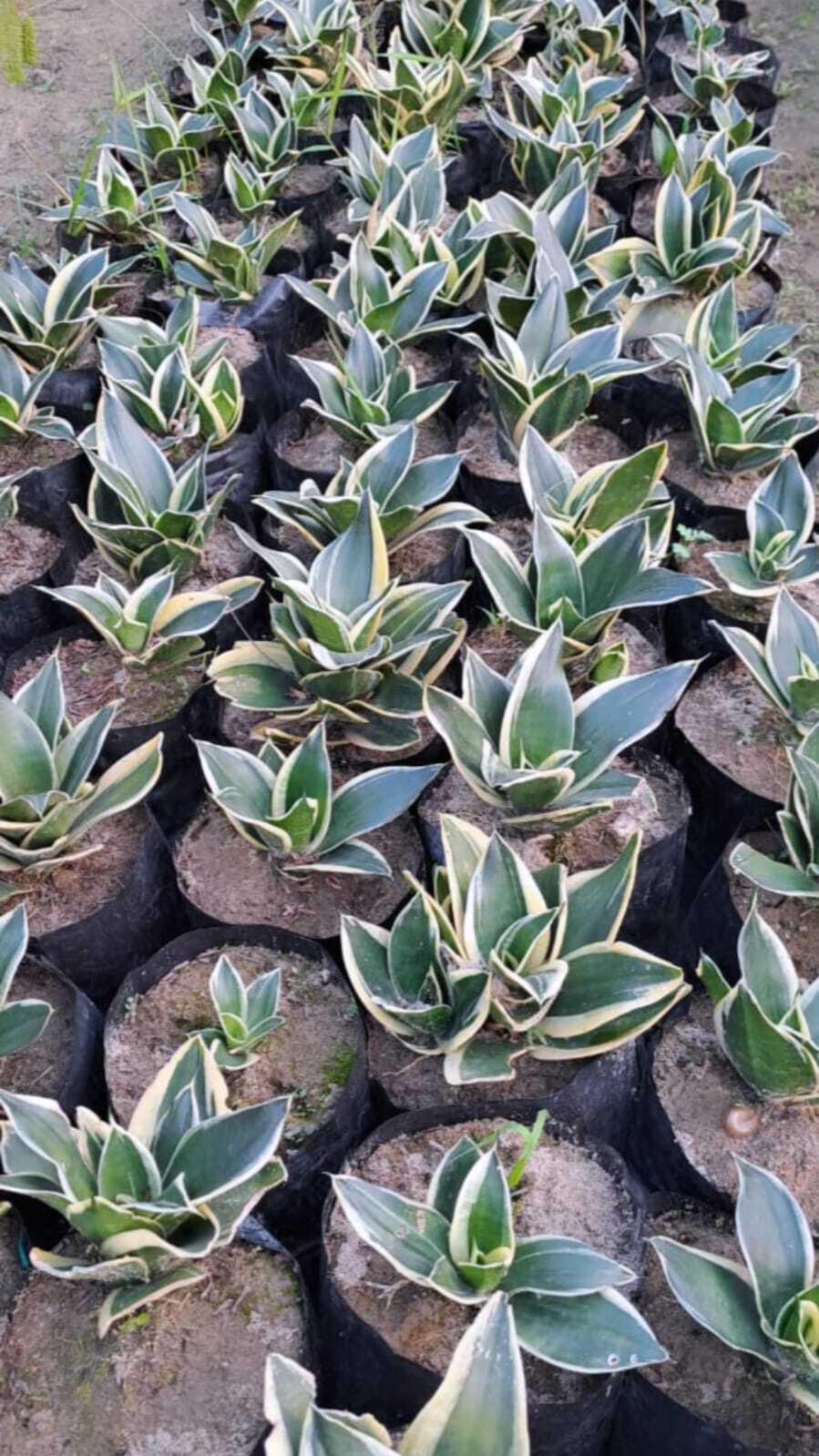 Sansevieria Golden Hahnii (Snake Plant)