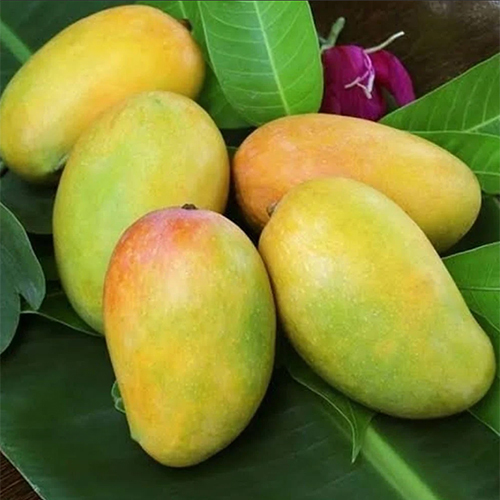 Kesar Mango