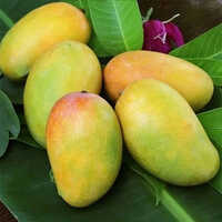 ऑर्गेनिक केसर मैंगो