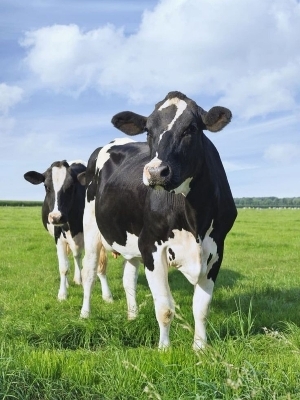 Hf Cows - Gender: Female