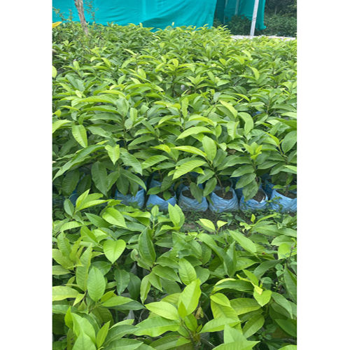 Different Available Swarna Champa Plant