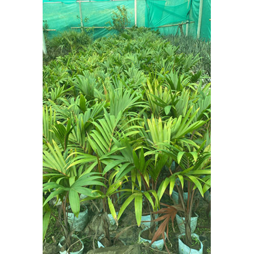 Sampige Plant - Color: As Per Availability