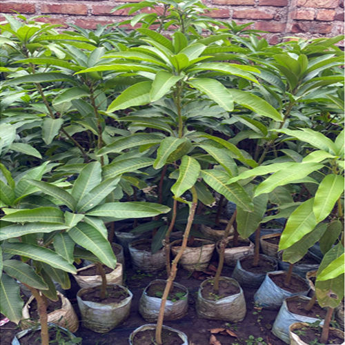 Different Available Banana Mango Plant