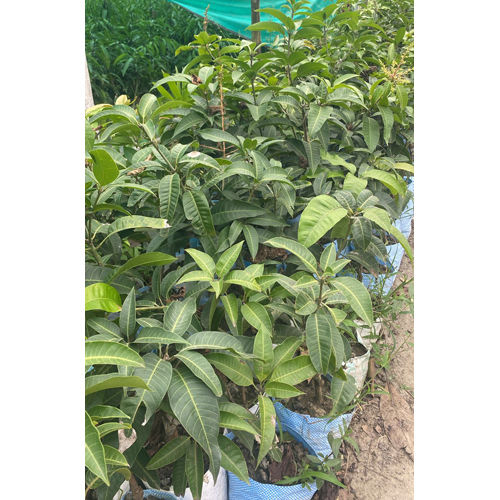 Different Available Ariya Thai All Time Mango Plant