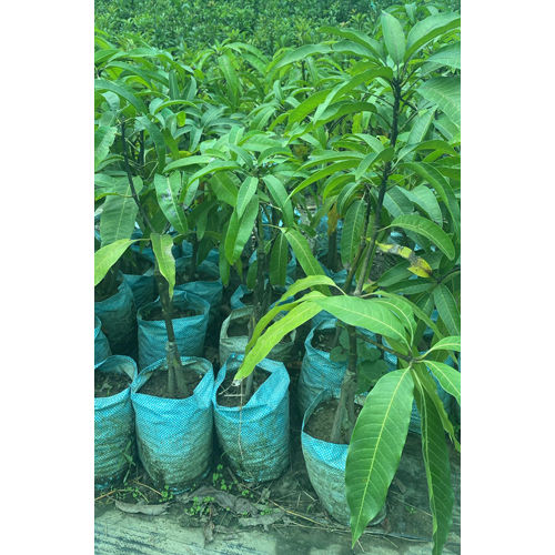 Alfanso Mango Plant